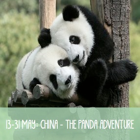 China the panda adv icon