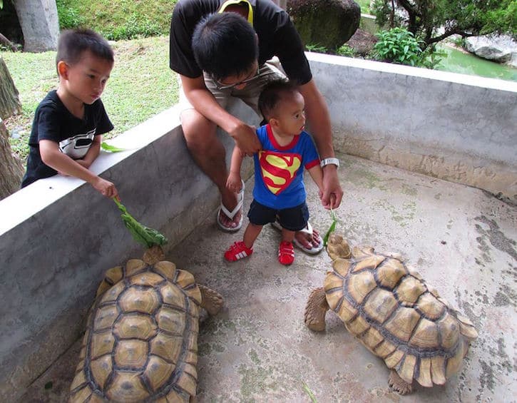 live turtle tortoise museum feeding