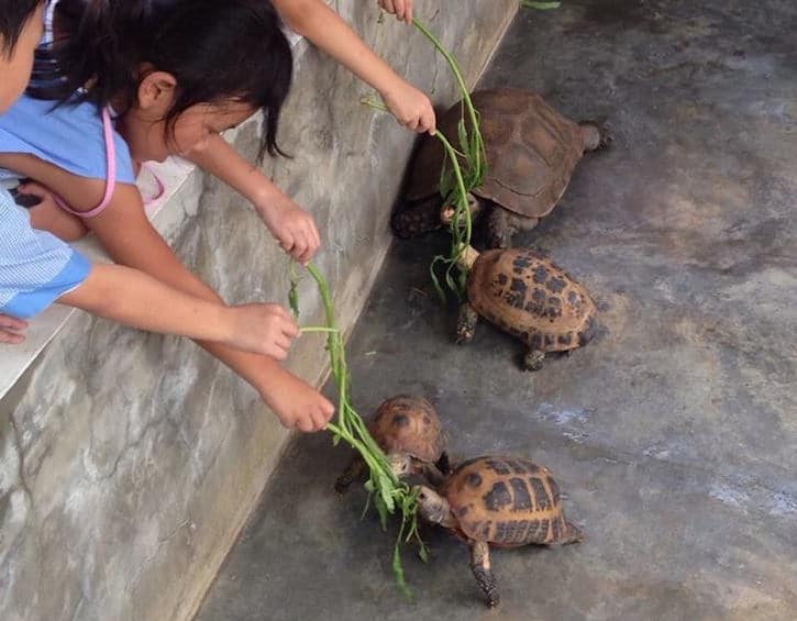 live turtle tortoise museum