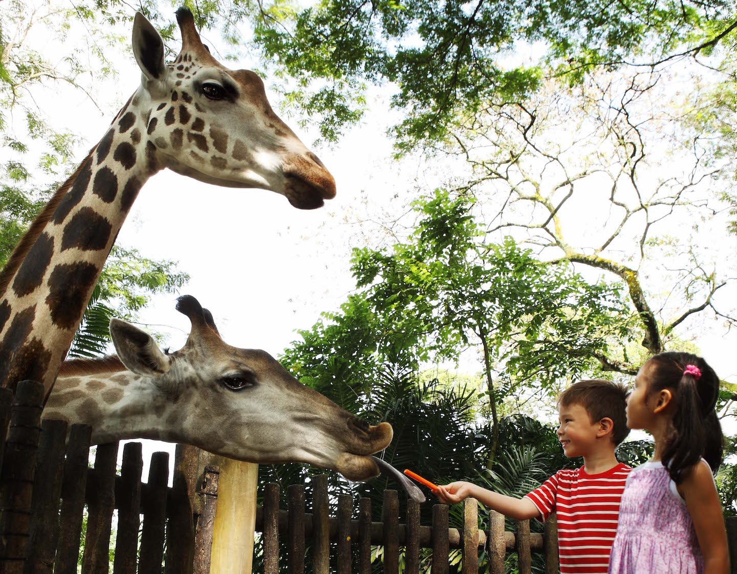 kids feeding giraffes at the singapore zoo