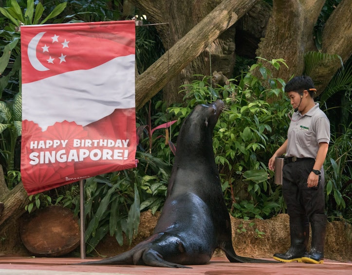 sea lion splash show at singapore zoo
