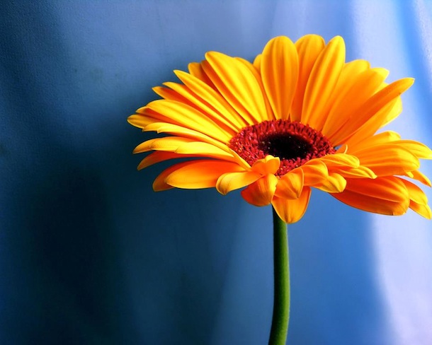 Dash-of-Kindness_Flower