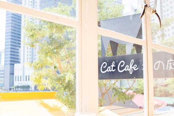 catcafe3