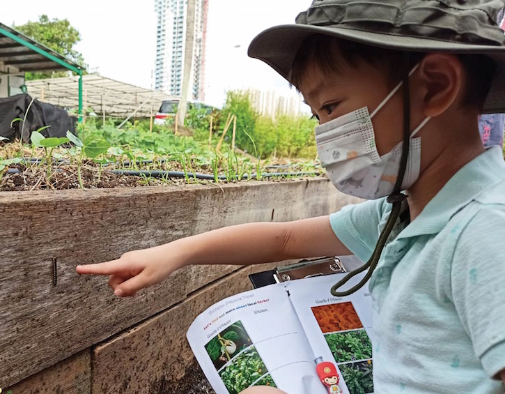 urban farming singapore edible garden city kids tour
