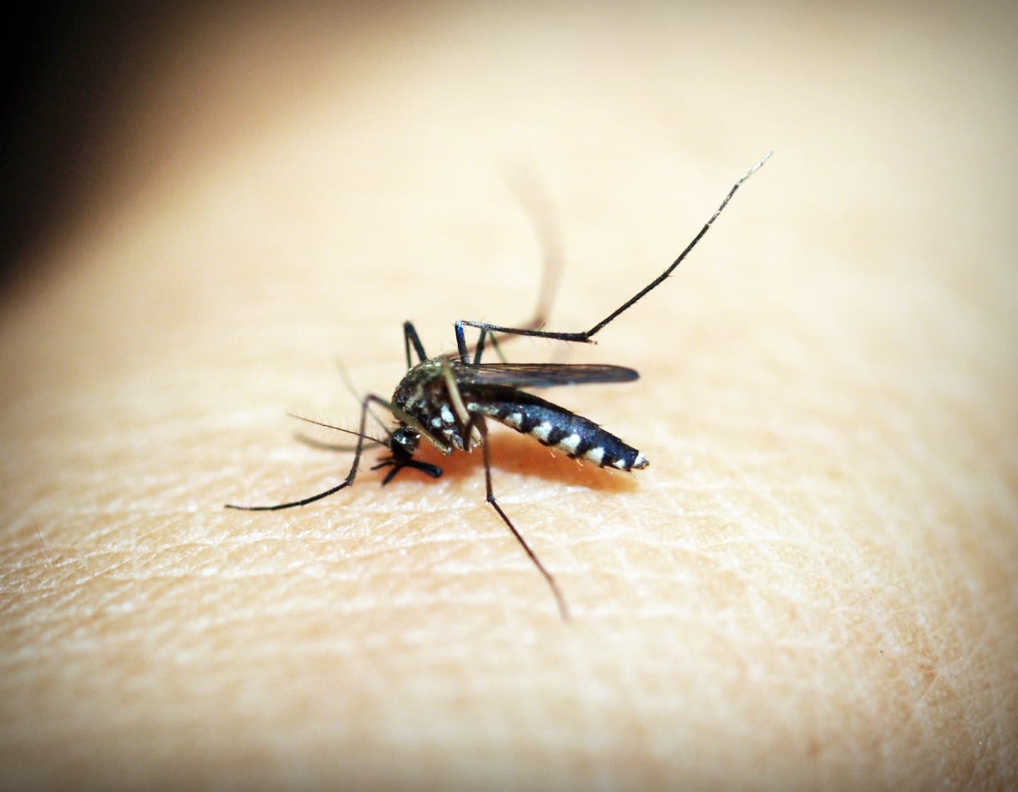 dengue fever singapore