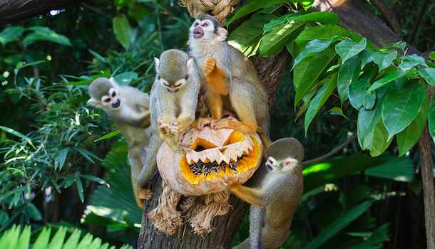 Squirrel monkeys indulging in pumpkin treats as part of Safari Boo