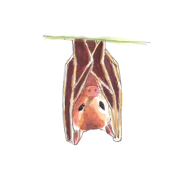 Wildlife_Fruit bat