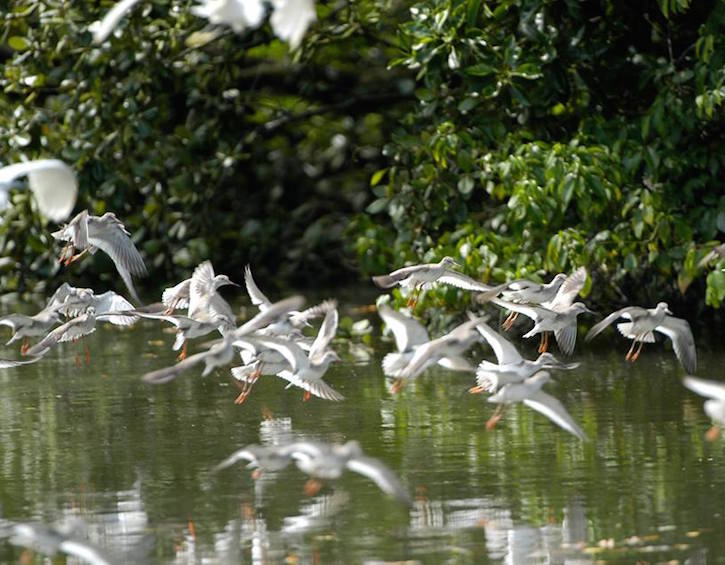 sungei buloh wetlands reserve common redshank
