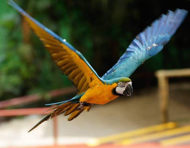 jurong bird park