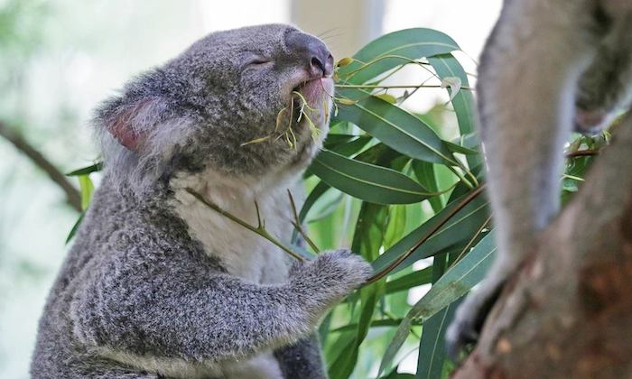 koalamania singapore