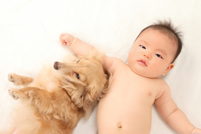 pets and babies dachshund