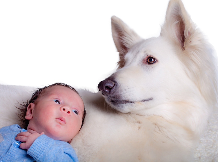 pets and babies samoyed newborn
