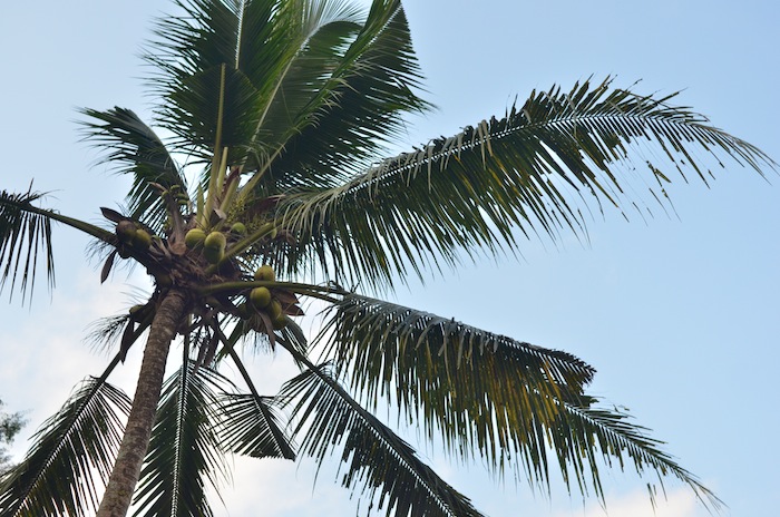 Coconuts at Ritz Carlton Mandapa Ubud