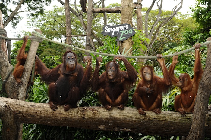 Safari-Zoo-Run-Giveaway-Orangutans-130116