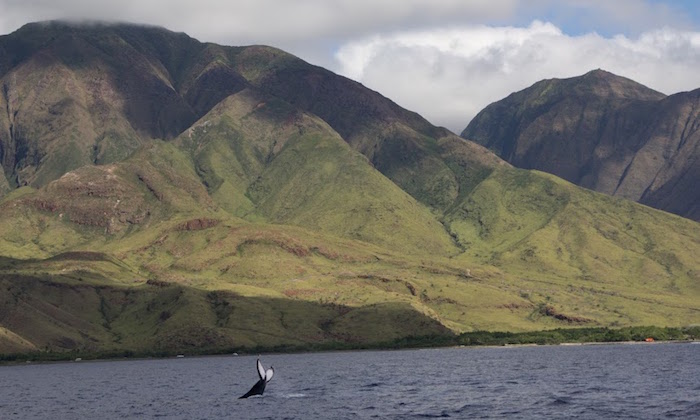 hawaii whale watch