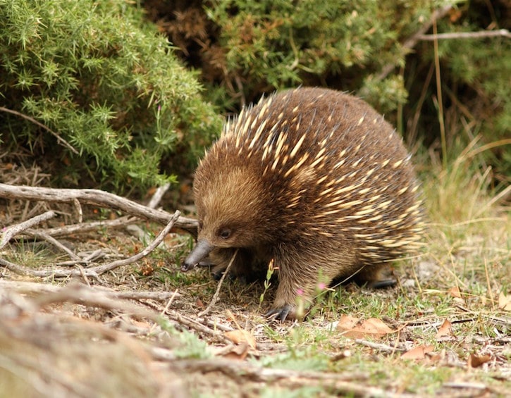 Echidna-tasmania-wildlife