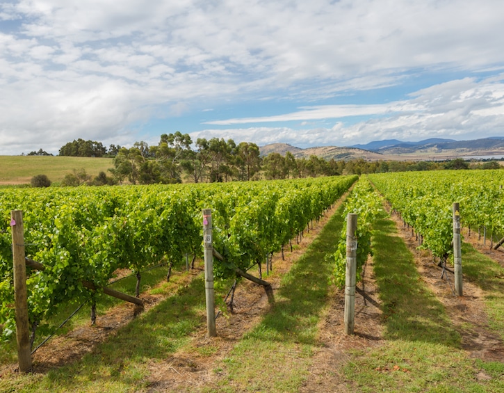 wine vineyard in tasmania australia travel
