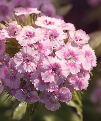 carnations