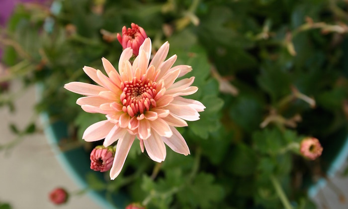 chrysanthemum flower allergy