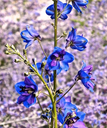 delphiniums