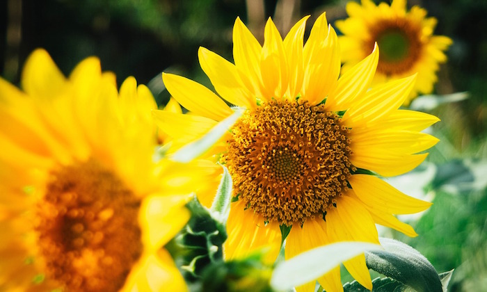sunflower flower allergy
