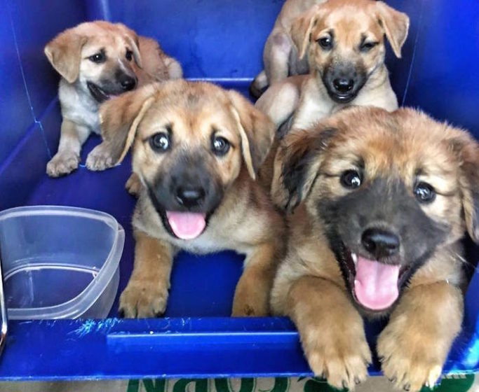 dog adoption singapore sosd puppy drive