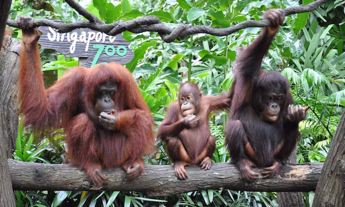 Singapore-Zoo