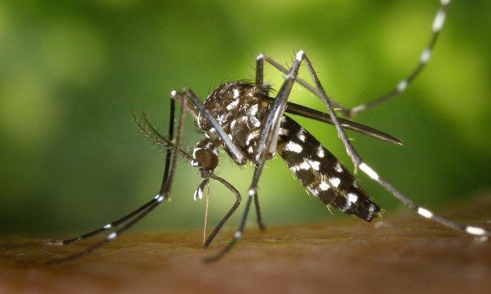 aedes mosquito dengue fever singapore