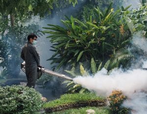 fogging zika virus