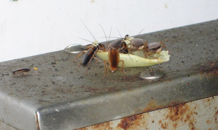 Cockroach - presence (1)