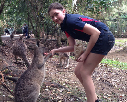 experiential learning with kangaroos in australia