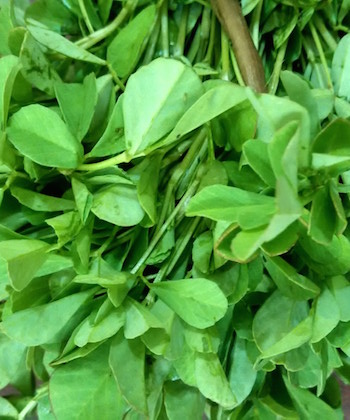 fenugreek-leaves-for-kids