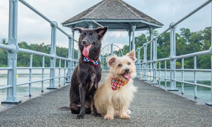 happy-tails-book-launch-singapore-november-2016