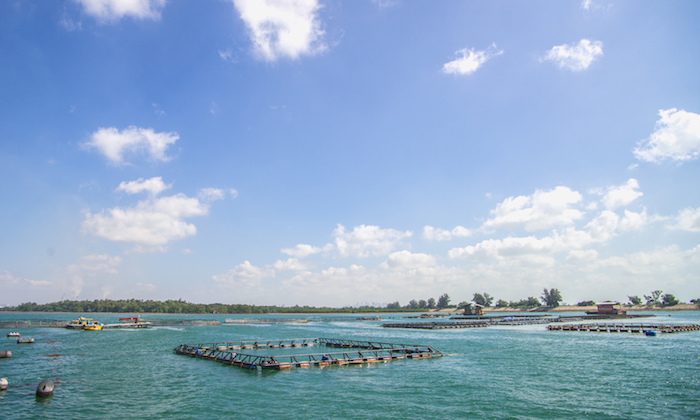 kuhlbarra-barramundi-fish-farm