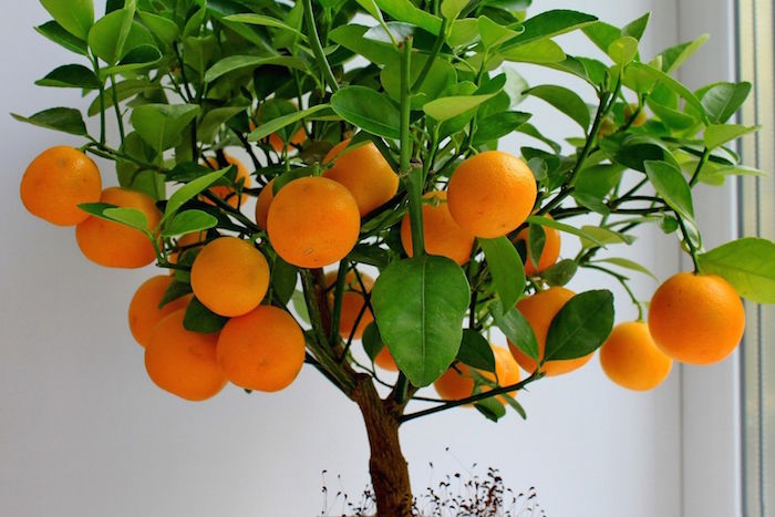 chinese new year singapore mandarin oranges