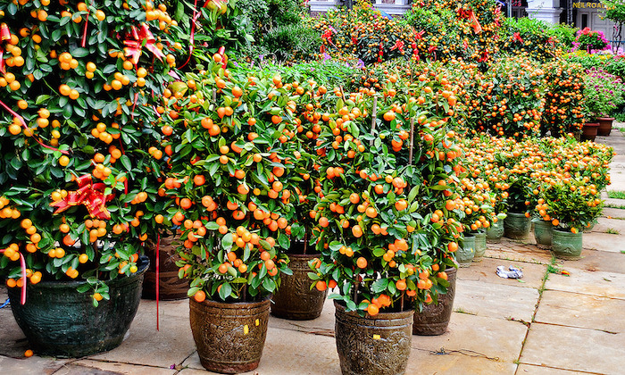 chinese new year singapore mandarin orange trees symbolize wealth good luck