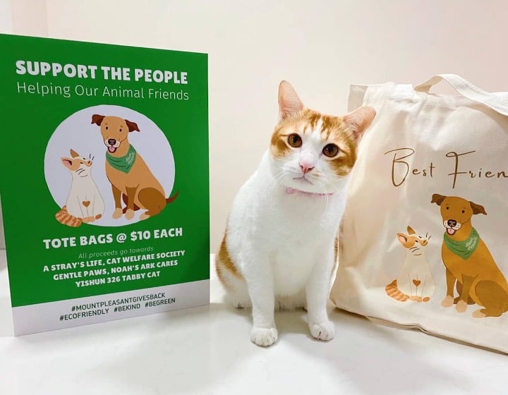 Volunteer in Singapore - Cat Welfare Society