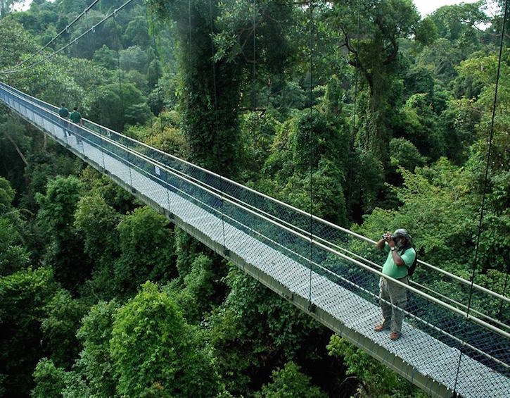 best parks for kids in singapore macritchie nature reserve and treetop walk