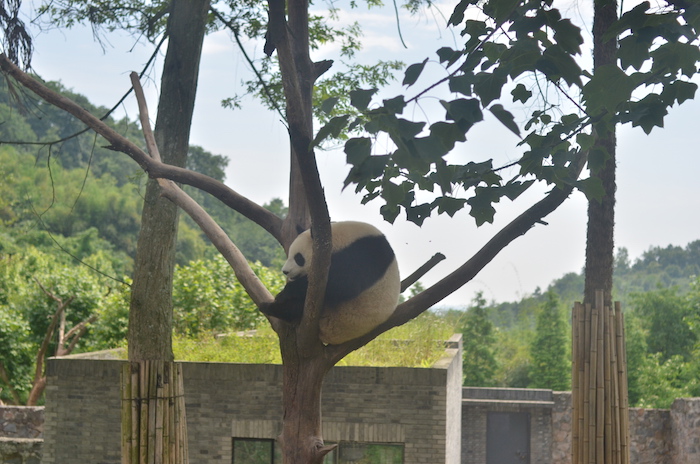 pandas in chengdu china