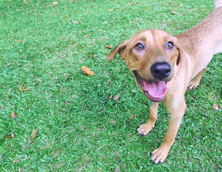 dog adoption singapore