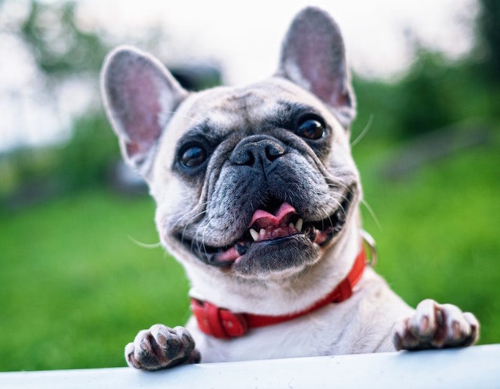 French Bulldog - pexels
