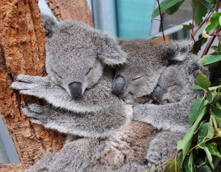 Taronga Zoo: Things to do in Sydney with Kids