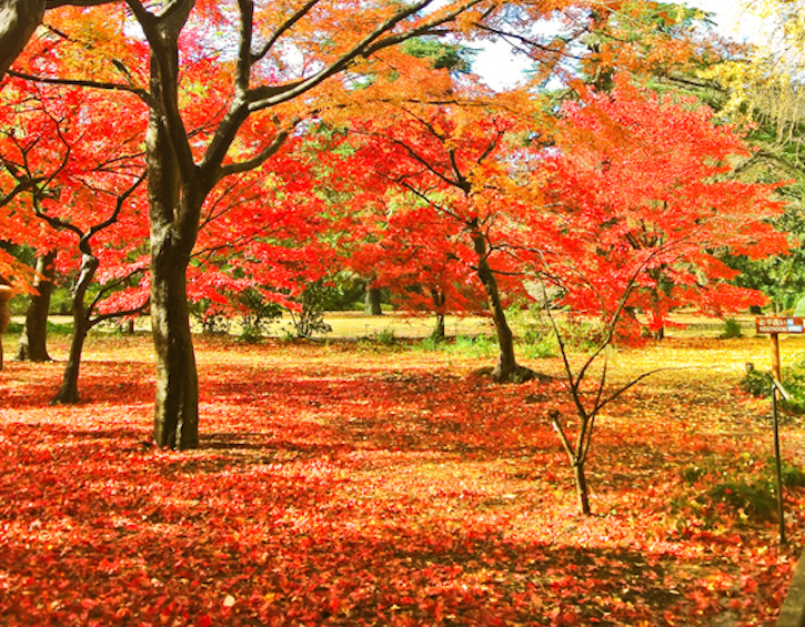 Fall in Japan: Foliage, leaves and seasons in Tokyo