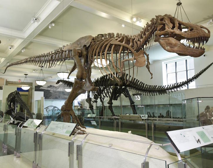 dinosaurs at museum of natural history new york city