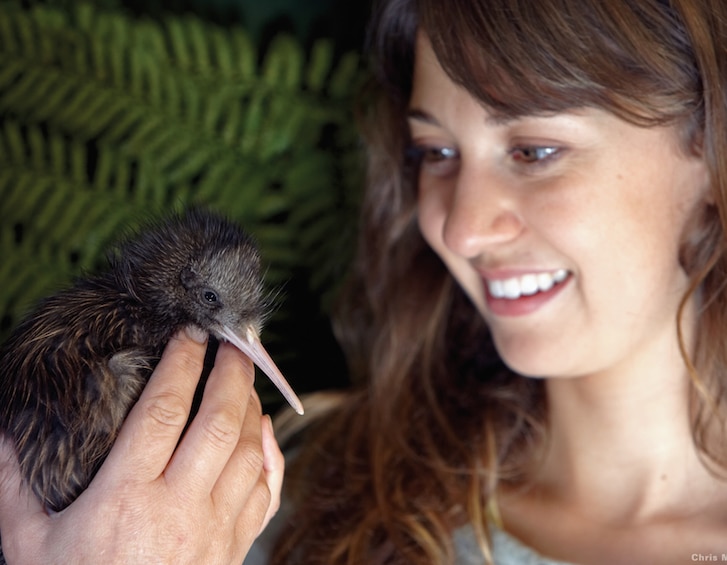 new zealand travel kiwi bird
