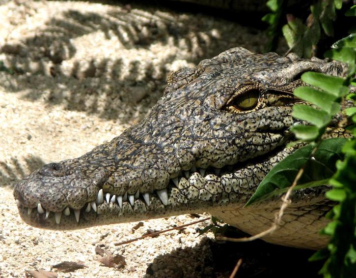 estuarine crocodiles sungei buloh singapore