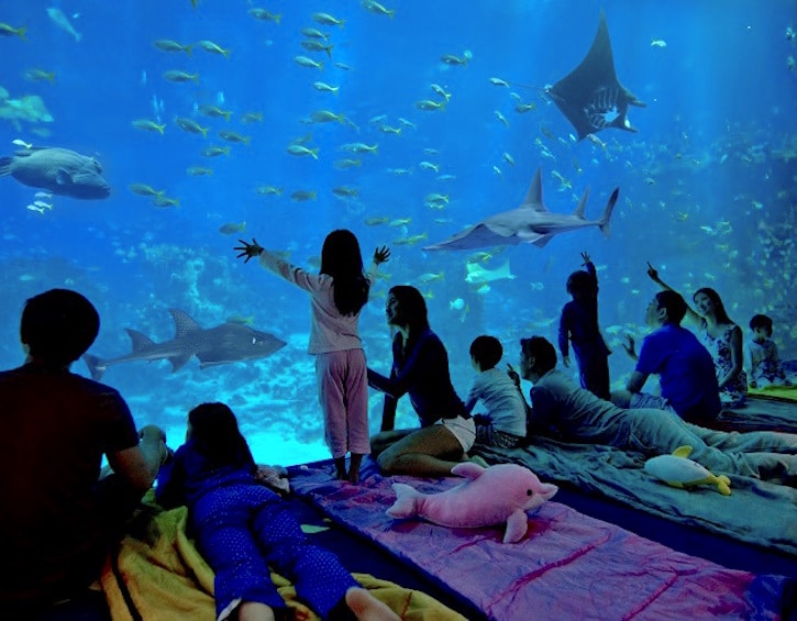 sea aquarium singapore cny chinese new year ocean dreams