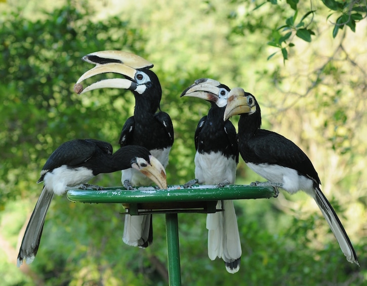 singapore hornbills nparks