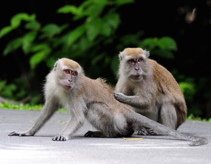 macaques in singapore