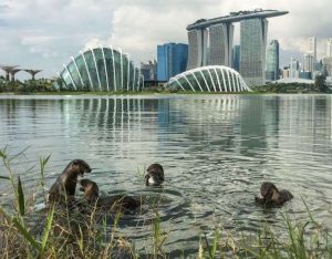 otters in singapore